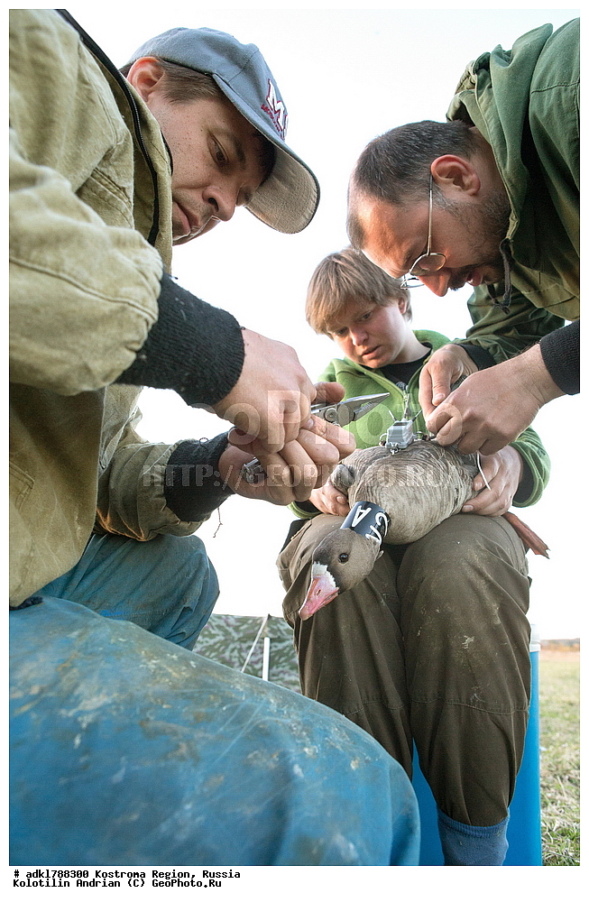 �����, �������, �����, ����, ����, ����������� �������, ������, ��������������� ��������� ���������� ������������ ���, ���������� ������������ ���, ������� ��������, ������������ �����, ������, �����, ��������, ��������, ��������, �����, �����, ��������, �����������, �����������������, ������������� �����, ������������� �����, XYZ, ������, Anatidae, ��������� ����, ���������, Anser albifrons, ��������