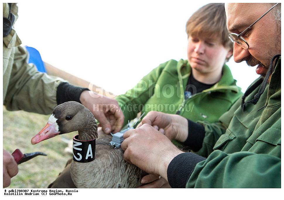 �����, �������, �����, ����, ����, ����������� �������, ������, ��������������� ��������� ���������� ������������ ���, ���������� ������������ ���, ������� ��������, ������������ �����, ������, �����, ��������, ��������, ��������, �����, �����, ��������, �����������, �����������������, ������������� �����, ������������� �����, XYZ, ������, Anatidae, ��������� ����, ���������, Anser albifrons, ��������