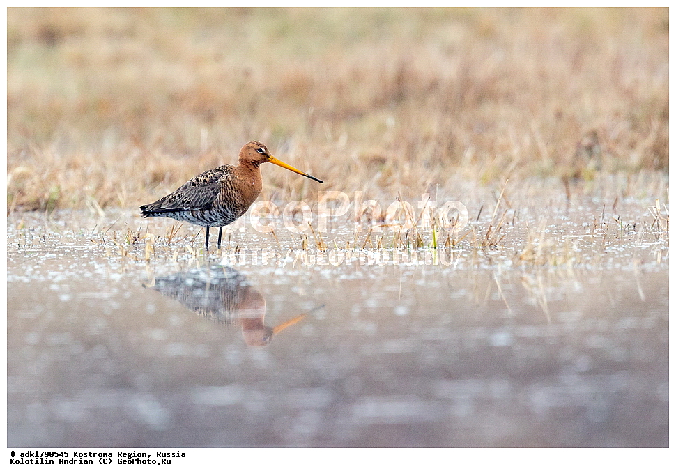 �����, ����, ����, ����������� �������, ������, ��������������� ��������� ���������� ������������ ���, ���������� ������������ ���, ������� ��������, ������������ �����, ������, �����, ��������