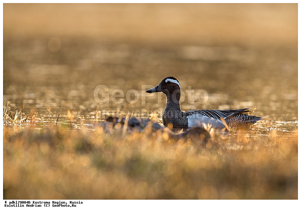 �����, ����, ����, ����������� �������, ������, ��������������� ��������� ���������� ������������ ���, ���������� ������������ ���, ������� ��������, ������������ �����, ������, �����, ��������, ��������, ��������, �����, �����, ��������, �����������, �����������������, ������������� �����, ������������� �����, XYZ, ������, Anatidae, �����-���������, Anas querquedula