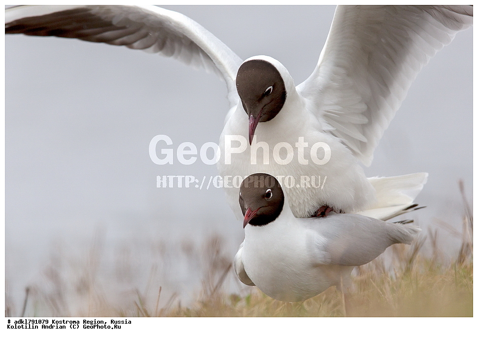 �����, ����, ����, ����������� �������, ������, ��������������� ��������� ���������� ������������ ���, ���������� ������������ ���, ������� ��������, ������������ �����, ������, �����, ��������, ��������, ��������, �����, �����, ��������, �����������, ������� �����, ������� �����, XYZ, ��������, Laridae, ������������ �����, ������ �����, Larus ridibundus, Chroicocephalus ridibundus