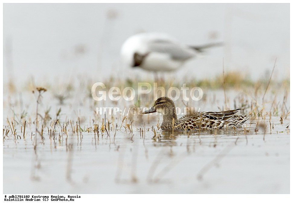 �����, ����, ����, ����������� �������, ������, ��������������� ��������� ���������� ������������ ���, ���������� ������������ ���, ������� ��������, ������������ �����, ������, �����, ��������, ��������, ��������, �����, �����, ��������, �����������, �����������������, ������������� �����, ������������� �����, XYZ, ������, Anatidae, �����-���������, Anas querquedula