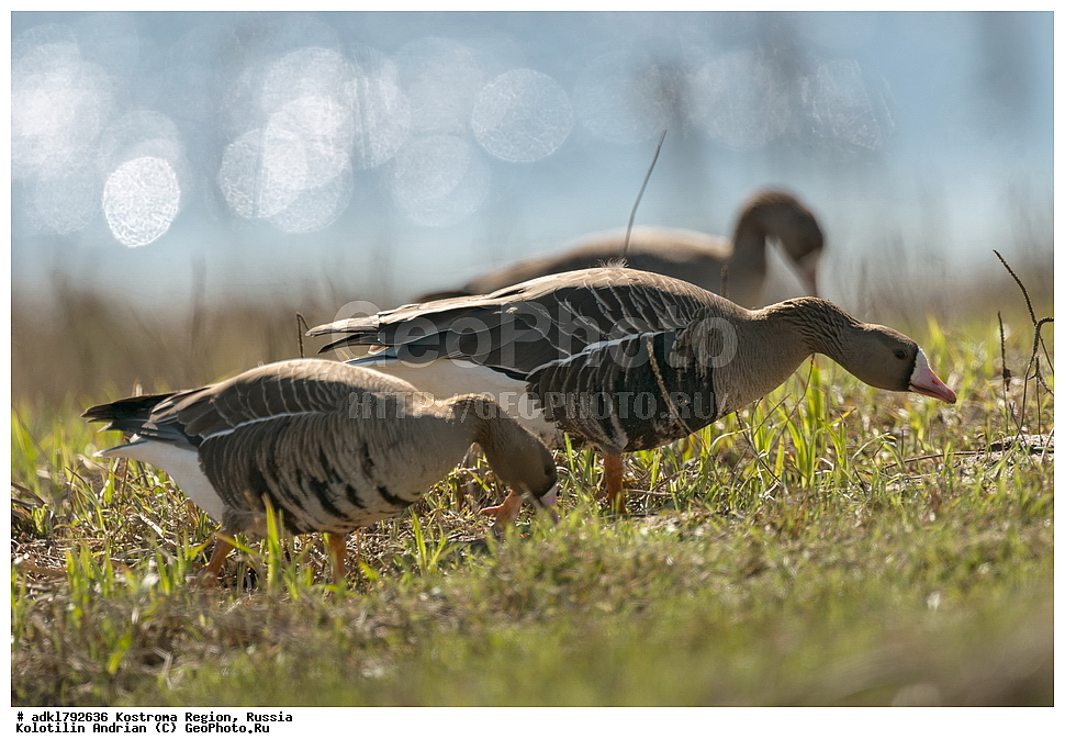 �����, ����, ����, ����������� �������, ������, ��������������� ��������� ���������� ������������ ���, ���������� ������������ ���, ������� ��������, ������������ �����, ������, �����, ��������, ��������, ��������, �����, �����, ��������, �����������, �����������������, ������������� �����, ������������� �����, XYZ, ������, Anatidae, ��������� ����, ���������, Anser albifrons, ��������