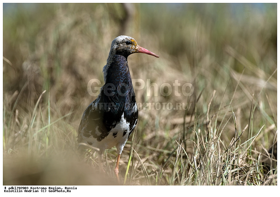 �����, ����, ����, ����������� �������, ������, ��������������� ��������� ���������� ������������ ���, ���������� ������������ ���, ������� ��������, ������������ �����, ������, �����, ��������, ��������, ��������, ��������, �����������, �����, �����, �����, ������, XYZ, ���������, Scolopacidae, ��������, Philomachus pugnax, Calidris pugnax