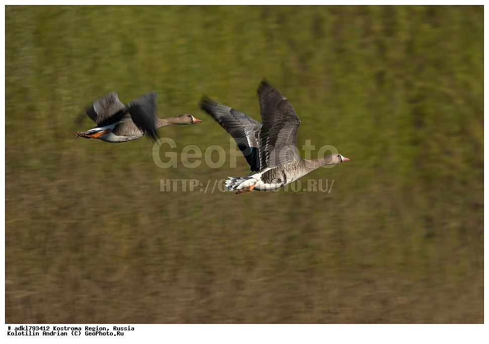 �����, ����, ����, ����������� �������, ������, ��������������� ��������� ���������� ������������ ���, ���������� ������������ ���, ������� ��������, ������������ �����, ������, �����, ��������, ��������, ��������, �����, �����, ��������, �����������, �����������������, ������������� �����, ������������� �����, XYZ, ������, Anatidae, ��������� ����, ���������, Anser albifrons, ��������