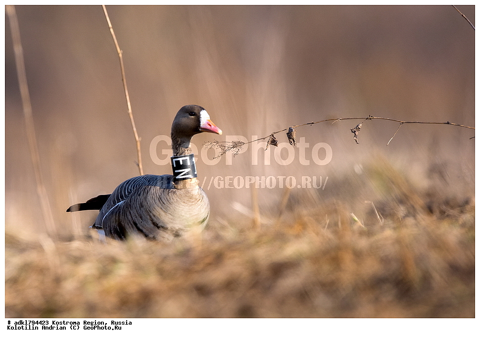 �����, �������, �����, ����, ����, ����������� �������, ������, ��������������� ��������� ���������� ������������ ���, ���������� ������������ ���, ������� ��������, ������������ �����, ������, �����, ��������, ��������, ��������, �����, �����, ��������, �����������, �����������������, ������������� �����, ������������� �����, XYZ, ������, Anatidae, ��������� ����, ���������, Anser albifrons, ��������