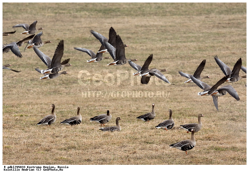 �����, ����, ����, ����������� �������, ������, ��������������� ��������� ���������� ������������ ���, ���������� ������������ ���, ������� ��������, ������������ �����, ������, �����, ��������, ��������, ��������, �����, �����, ��������, �����������, �����������������, ������������� �����, ������������� �����, XYZ, ������, Anatidae, ��������� ����, ���������, Anser albifrons, ��������