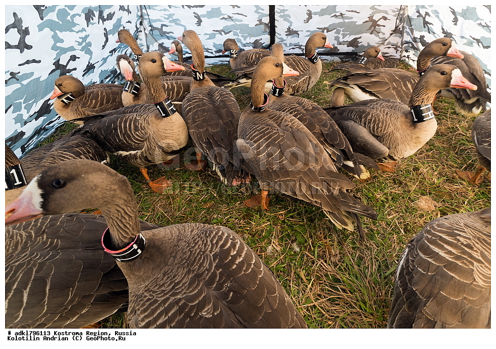 �����, �������, �����, ����, ����, ����������� �������, ������, ��������������� ��������� ���������� ������������ ���, ���������� ������������ ���, ������� ��������, ������������ �����, ������, �����, ��������, ��������, ��������, �����, �����, ��������, �����������, �����������������, ������������� �����, ������������� �����, XYZ, ������, Anatidae, ��������� ����, ���������, Anser albifrons, ��������