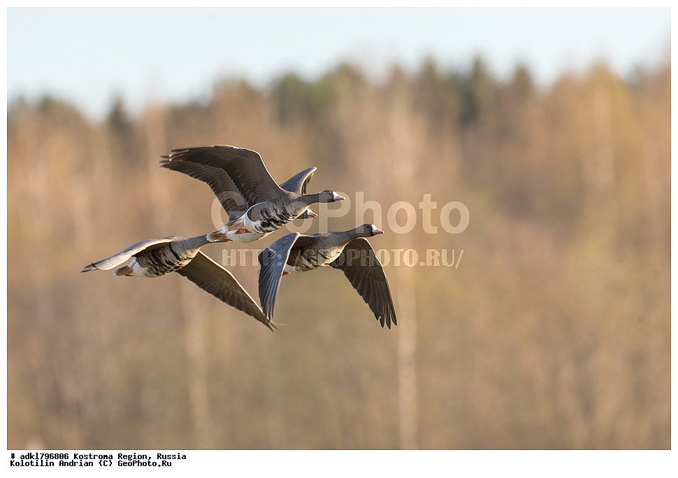 �����, ����, ����, ����������� �������, ������, ��������������� ��������� ���������� ������������ ���, ���������� ������������ ���, ������� ��������, ������������ �����, ������, �����, ��������, ��������, ��������, �����, �����, ��������, �����������, �����������������, ������������� �����, ������������� �����, XYZ, ������, Anatidae, ��������� ����, ���������, Anser albifrons, ��������