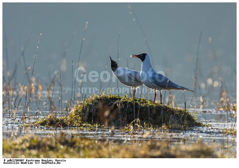 �����, ����, ����, ����������� �������, ������, ��������������� ��������� ���������� ������������ ���, ���������� ������������ ���, ������� ��������, ������������ �����, ������, �����, ��������, ��������, ��������, �����, �����, ��������, �����������, ������� �����, ������� �����, XYZ, ��������, Laridae, ������������ �����, ������ �����, Larus ridibundus, Chroicocephalus ridibundus