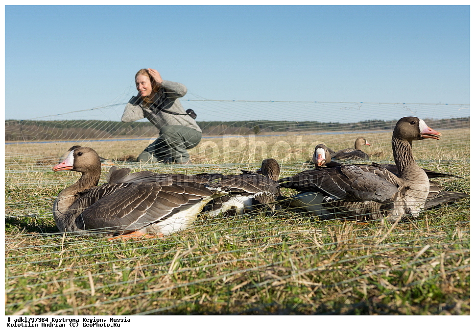 �����, �������, �����, ����, ����, ����������� �������, ������, ��������������� ��������� ���������� ������������ ���, ���������� ������������ ���, ������� ��������, ������������ �����, ������, �����, ��������, ��������, ��������, �����, �����, ��������, �����������, �����������������, ������������� �����, ������������� �����, XYZ, ������, Anatidae, ��������� ����, ���������, Anser albifrons, ��������