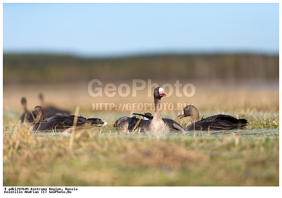 �����, �������, �����, ����, ����, ����������� �������, ������, ��������������� ��������� ���������� ������������ ���, ���������� ������������ ���, ������� ��������, ������������ �����, ������, �����, ��������, ��������, ��������, �����, �����, ��������, �����������, �����������������, ������������� �����, ������������� �����, XYZ, ������, Anatidae, ��������� ����, ���������, Anser albifrons, ��������