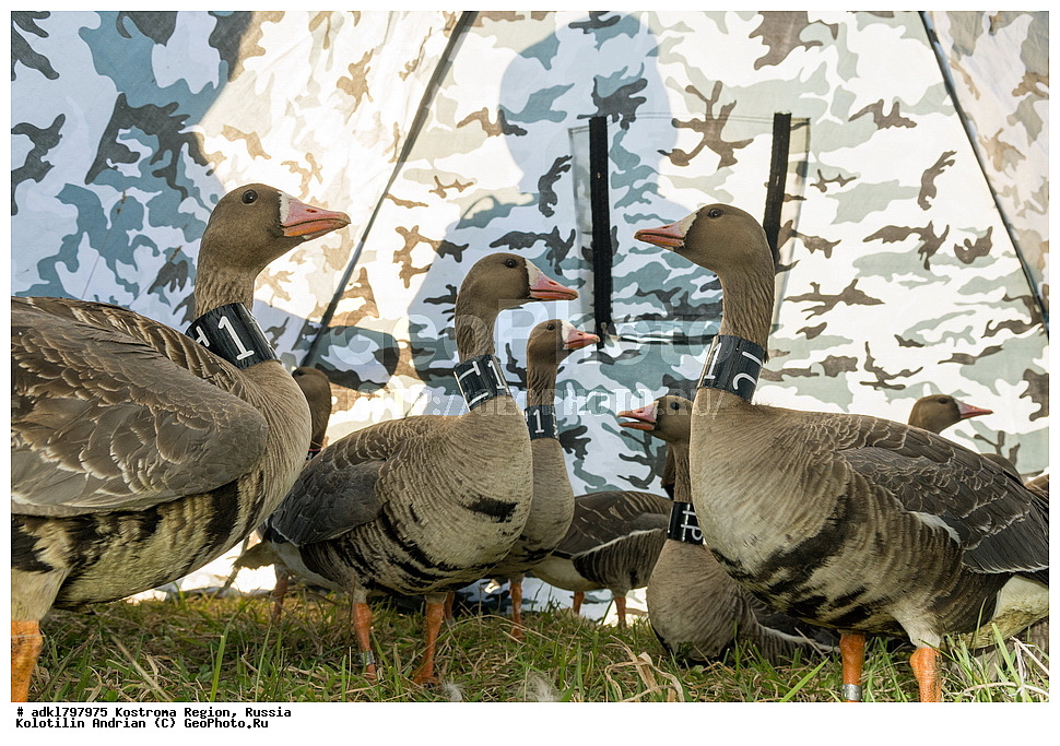 �����, �������, �����, ����, ����, ����������� �������, ������, ��������������� ��������� ���������� ������������ ���, ���������� ������������ ���, ������� ��������, ������������ �����, ������, �����, ��������, ��������, ��������, �����, �����, ��������, �����������, �����������������, ������������� �����, ������������� �����, XYZ, ������, Anatidae, ��������� ����, ���������, Anser albifrons, ��������