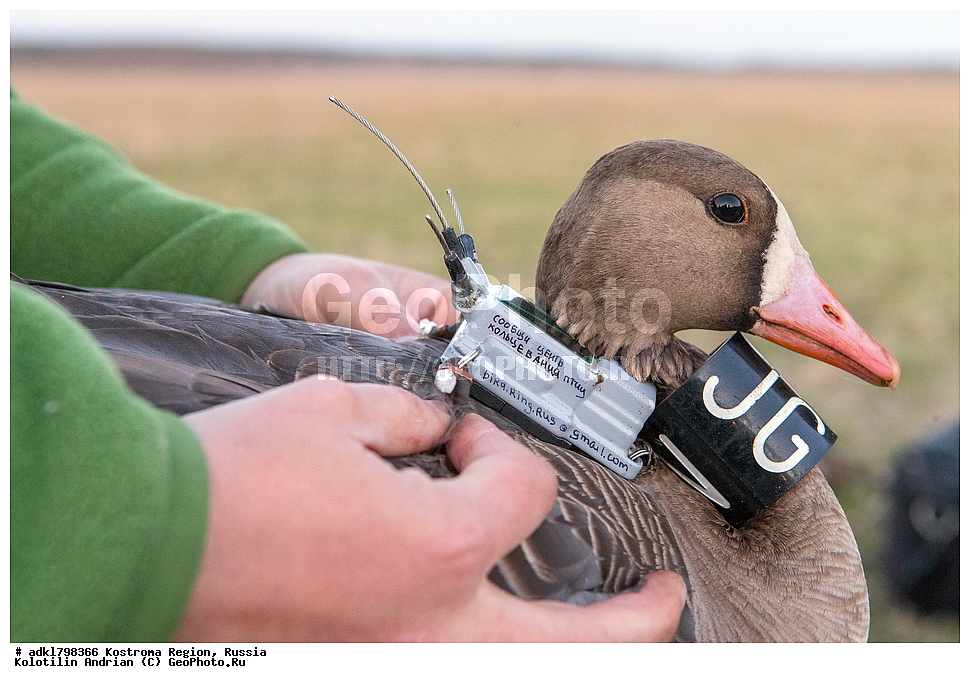 �����, �������, �����, ����, ����, ����������� �������, ������, ��������������� ��������� ���������� ������������ ���, ���������� ������������ ���, ������� ��������, ������������ �����, ������, �����, ��������, ��������, ��������, �����, �����, ��������, �����������, �����������������, ������������� �����, ������������� �����, XYZ, ������, Anatidae, ��������� ����, ���������, Anser albifrons, ��������