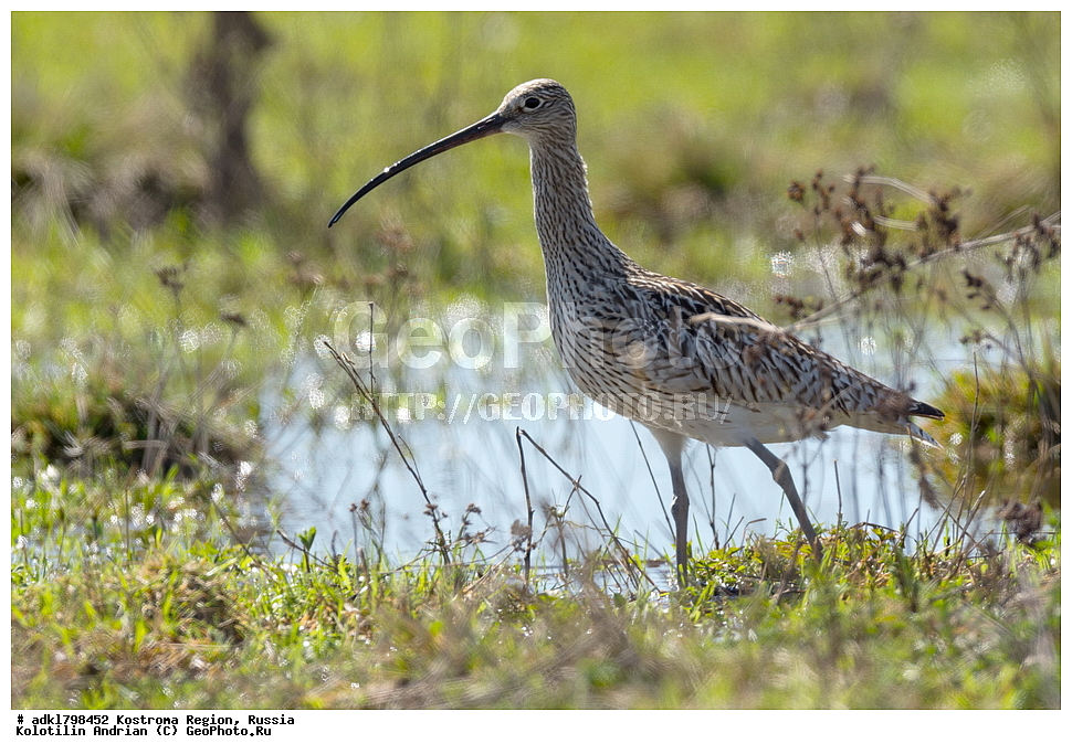 �����, ����, ����, ����������� �������, ������, ��������������� ��������� ���������� ������������ ���, ���������� ������������ ���, ������� ��������, ������������ �����, ������, �����, ��������