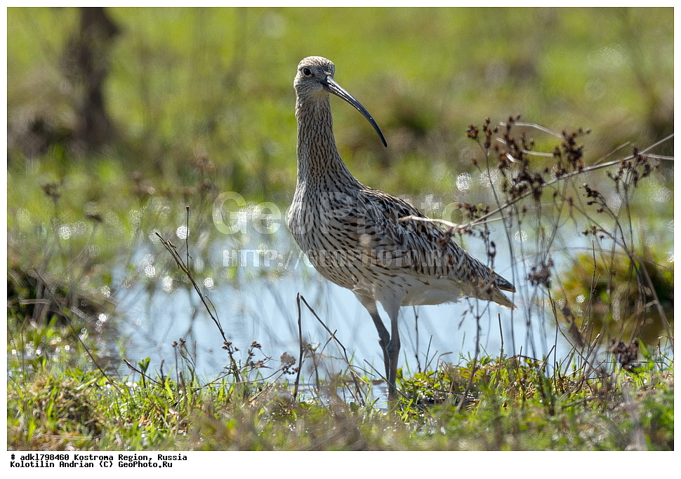 �����, ����, ����, ����������� �������, ������, ��������������� ��������� ���������� ������������ ���, ���������� ������������ ���, ������� ��������, ������������ �����, ������, �����, ��������