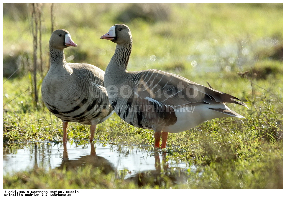 �����, ����, ����, ����������� �������, ������, ��������������� ��������� ���������� ������������ ���, ���������� ������������ ���, ������� ��������, ������������ �����, ������, �����, ��������, ��������, ��������, �����, �����, ��������, �����������, �����������������, ������������� �����, ������������� �����, XYZ, ������, Anatidae, ��������� ����, ���������, Anser albifrons, ��������