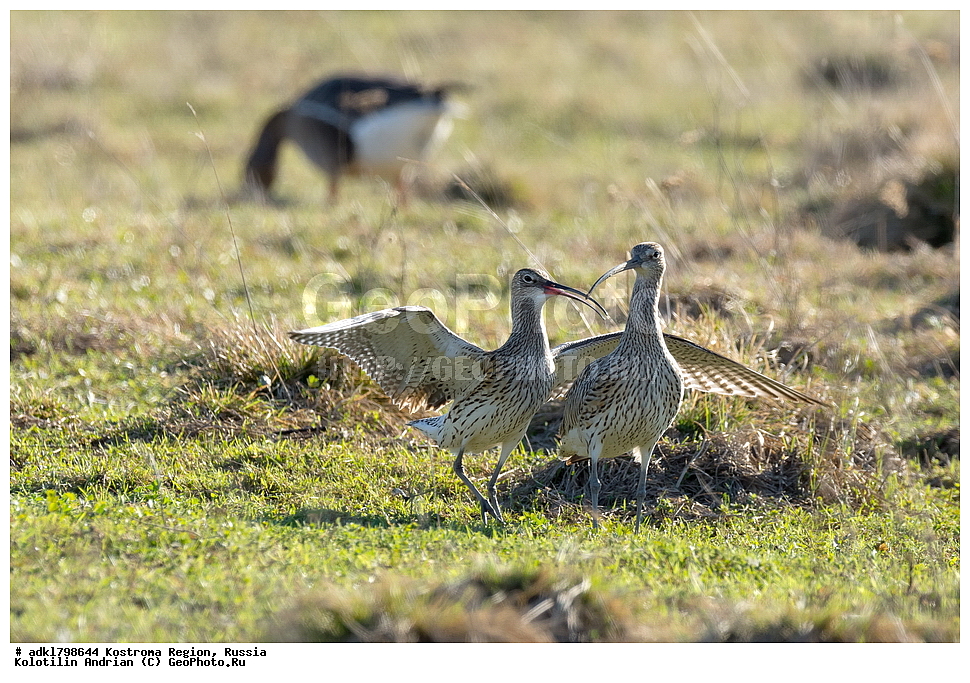 �����, ����, ����, ����������� �������, ������, ��������������� ��������� ���������� ������������ ���, ���������� ������������ ���, ������� ��������, ������������ �����, ������, �����, ��������, ��������, ��������, �����, �����, ��������, �����������, �����������������, ������������� �����, ������������� �����, XYZ, ������, Anatidae, ��������� ����, ���������, Anser albifrons, ��������