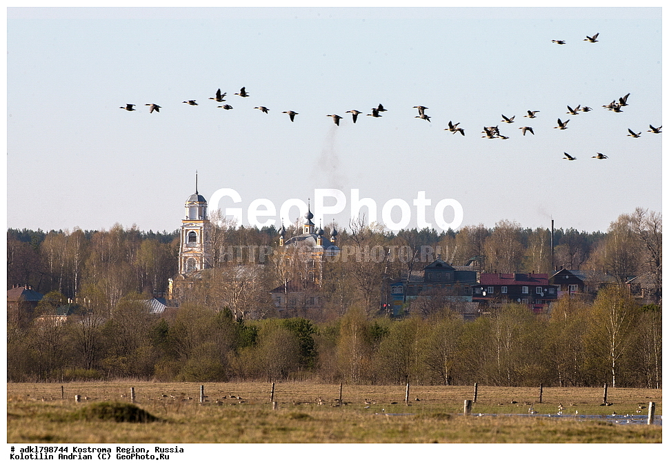 ��������, �����, ����, ����, ����������� �������, ������, ��������, ��������, �����, �����, ��������, �����������, �����������������, ������������� �����, ������������� �����, XYZ, ������, Anatidae, ��������� ����, ���������, Anser albifrons