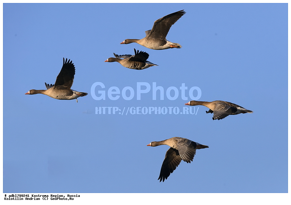 �����, ����, ����, ����������� �������, ������, ��������������� ��������� ���������� ������������ ���, ���������� ������������ ���, ������� ��������, ������������ �����, ������, �����, ��������, ��������, ��������, �����, �����, ��������, �����������, �����������������, ������������� �����, ������������� �����, XYZ, ������, Anatidae, ��������� ����, ���������, Anser albifrons, ��������