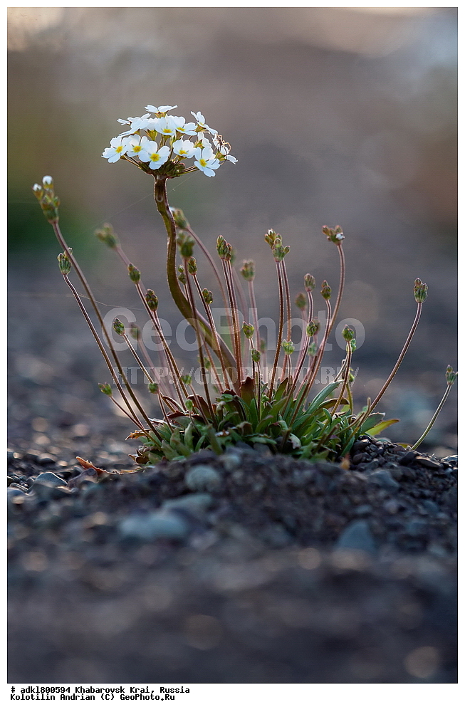 ��������, �����, �����, ������������� ����������, ������������� ��������������� ��������� ����������, ����������� ����, ������, ������� ������ ������