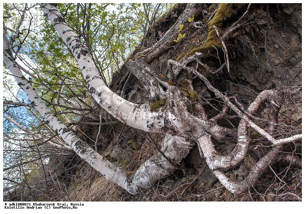 ��������, �����, �����, ������������� ����������, ������������� ��������������� ��������� ����������, ����������� ����, ������, ������� ������ ������