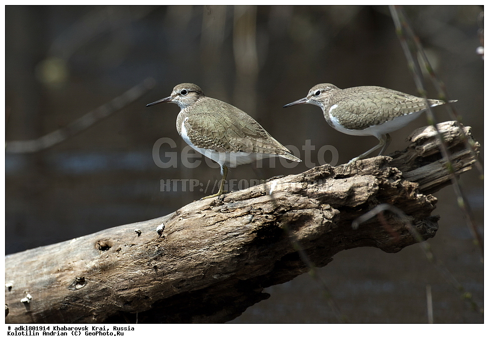 ��������, �����, �����, ������������� ����������, ������������� ��������������� ��������� ����������, ����������� ����, ������, ������� ������ ������, ��������, ��������, �����, �����, ��������, �����������, �����, ������, XYZ, ���������, Scolopacidae, ����������, Actitis hypoleucos