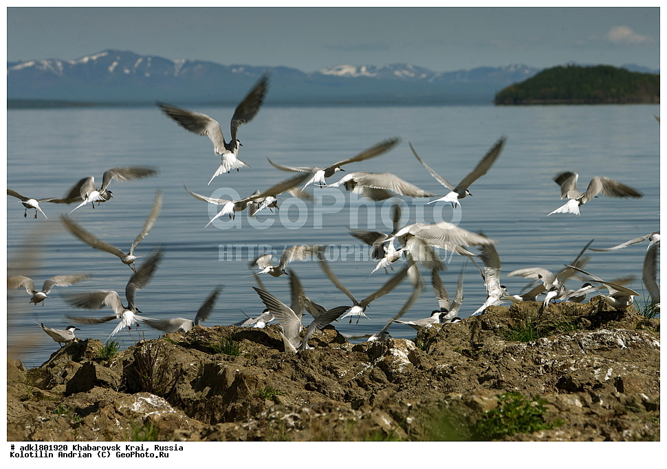 ��������, �����, �����, ������������� ����������, ������������� ��������������� ��������� ����������, ����������� ����, ������, ������� ������ ������, ��������, ��������, �����, �����, ��������, �����������, ������� �����, ������� �����, XYZ, ���������, Sternidae, ������ ������, ������������ ������, Sterna hirundo