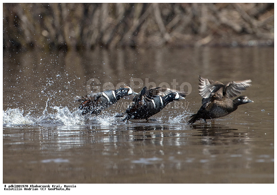 ��������, �����, �����, ������������� ����������, ������������� ��������������� ��������� ����������, ����������� ����, ������, ������� ������ ������, ��������, ��������, �����, �����, ��������, �����������, �����������������, ������������� �����, ������������� �����, XYZ, ������, Anatidae, ���������, Histrionicus histrionicus