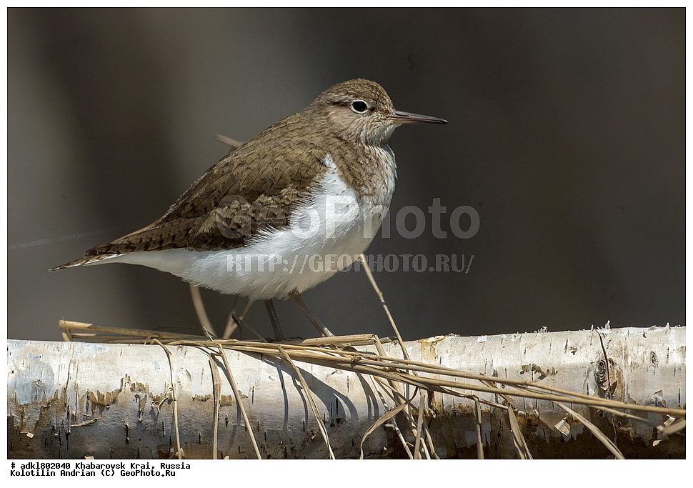 ��������, �����, �����, ������������� ����������, ������������� ��������������� ��������� ����������, ����������� ����, ������, ������� ������ ������, ��������, ��������, �����, �����, ��������, �����������, �����, ������, XYZ, ���������, Scolopacidae, ����������, Actitis hypoleucos