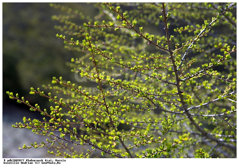 ��������, �����, �����, ������������� ����������, ������������� ��������������� ��������� ����������, ����������� ����, ������, ������� ������ ������