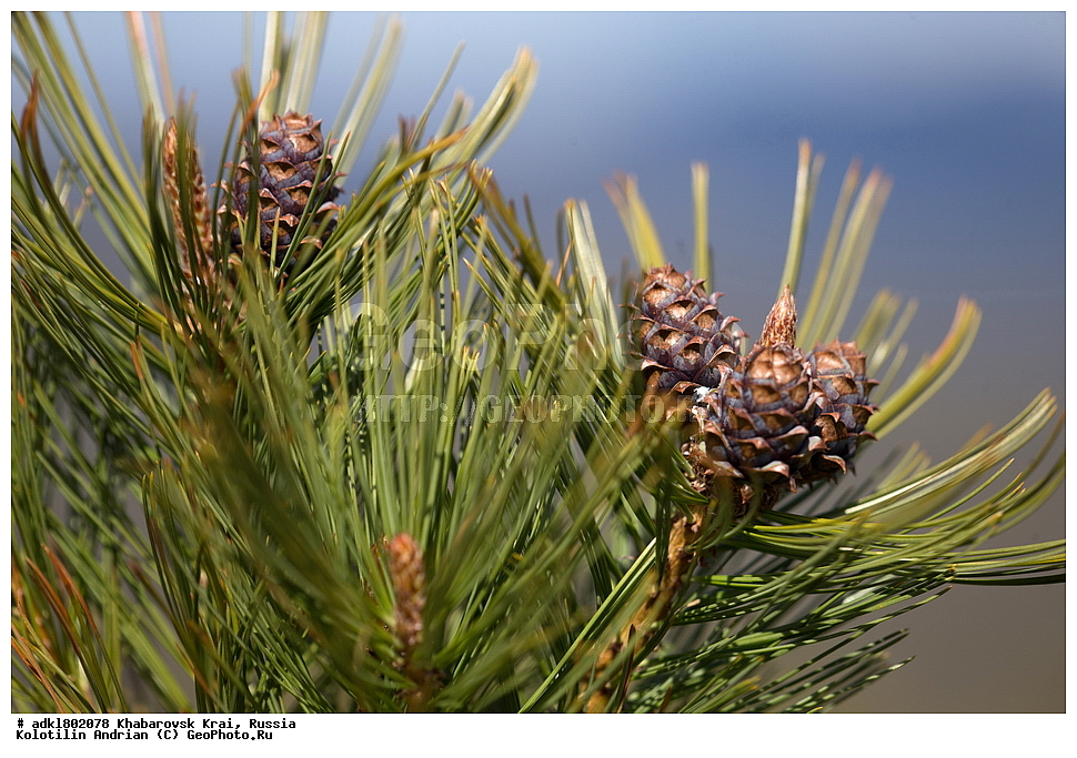 ��������, �����, �����, ������������� ����������, ������������� ��������������� ��������� ����������, ����������� ����, ������, ������� ������ ������