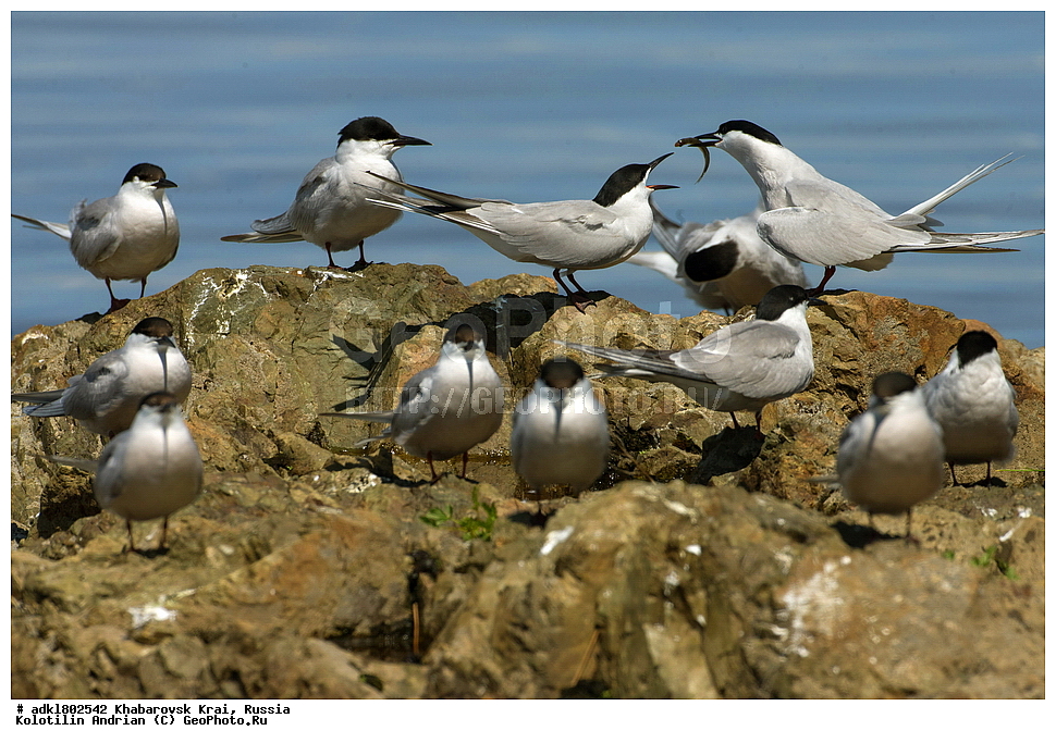 ��������, �����, �����, ������������� ����������, ������������� ��������������� ��������� ����������, ����������� ����, ������, ������� ������ ������, ��������, ��������, �����, �����, ��������, �����������, ������� �����, ������� �����, XYZ, ���������, Sternidae, ������ ������, ������������ ������, Sterna hirundo