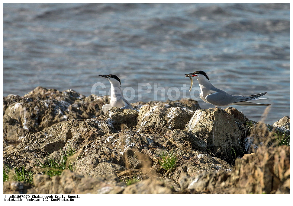 ��������, �����, �����, ������������� ����������, ������������� ��������������� ��������� ����������, ����������� ����, ������, ������� ������ ������, ��������, ��������, �����, �����, ��������, �����������, ������� �����, ������� �����, XYZ, ���������, Sternidae, ������ ������, ������������ ������, Sterna hirundo