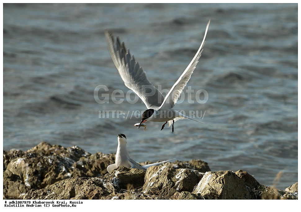 ��������, �����, �����, ������������� ����������, ������������� ��������������� ��������� ����������, ����������� ����, ������, ������� ������ ������, ��������, ��������, �����, �����, ��������, �����������, ������� �����, ������� �����, XYZ, ���������, Sternidae, ������ ������, ������������ ������, Sterna hirundo