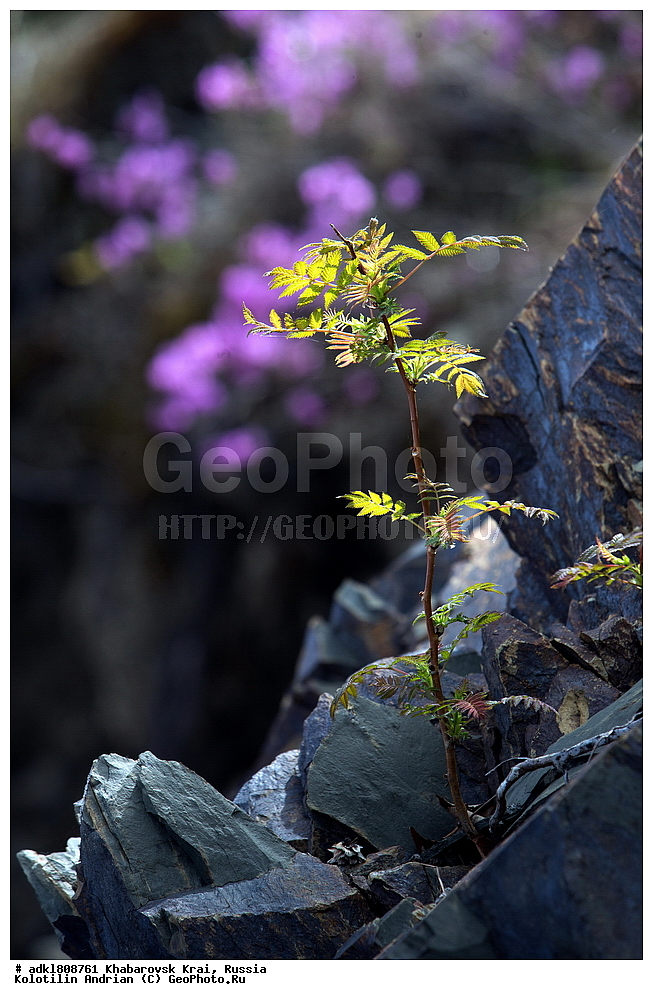 ��������, �����, �����, ������������� ����������, ������������� ��������������� ��������� ����������, ����������� ����, ������, ������� ������ ������