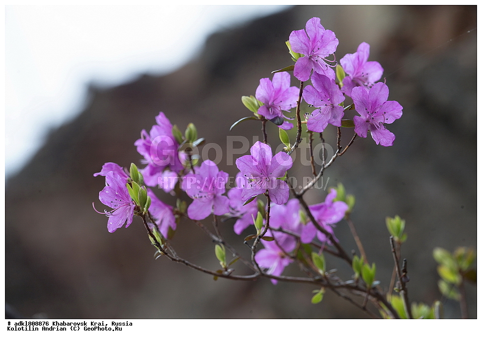 ��������, �����, �����, ������������� ����������, ������������� ��������������� ��������� ����������, ����������� ����, ������, ������� ������ ������, ������ ��������, �����, ��������, ���������� ��������, ������������ ��������, ������������ ��������, ������, �����, XYZ, ����������, Ericaceae, ���������, ����������� ��������, �������� ���������, ���������, Rhododendron dauricum, ���������, ����������, ������������ ��������, ������������ ��������, ������������, ������������ �����������, �����������, ������������, ���������, �����, ����������