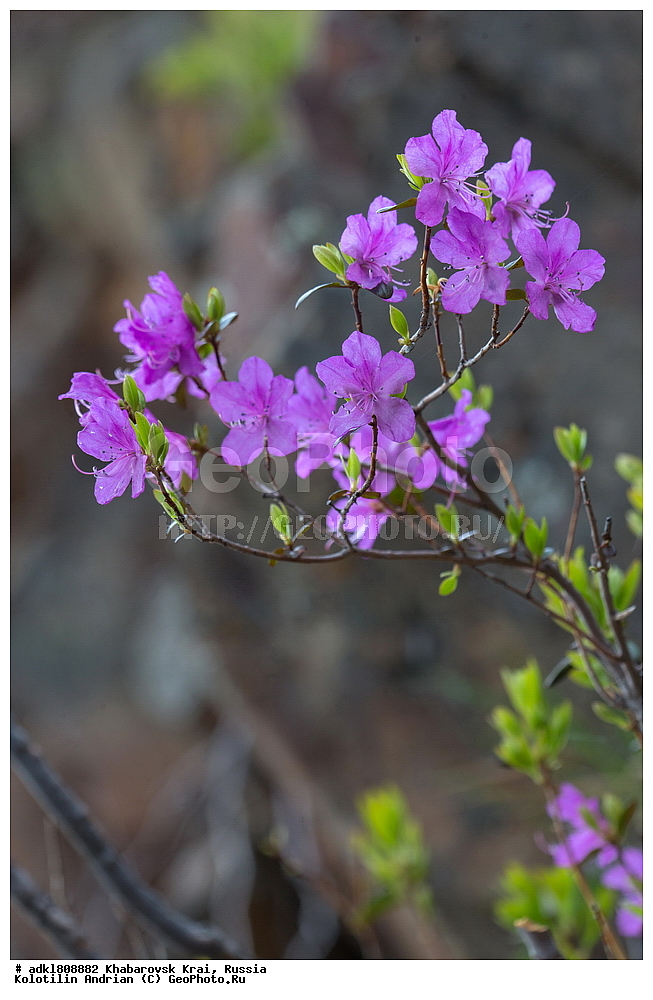 ��������, �����, �����, ������������� ����������, ������������� ��������������� ��������� ����������, ����������� ����, ������, ������� ������ ������, ������ ��������, �����, ��������, ���������� ��������, ������������ ��������, ������������ ��������, ������, �����, XYZ, ����������, Ericaceae, ���������, ����������� ��������, �������� ���������, ���������, Rhododendron dauricum, ���������, ����������, ������������ ��������, ������������ ��������, ������������, ������������ �����������, �����������, ������������, ���������, �����, ����������