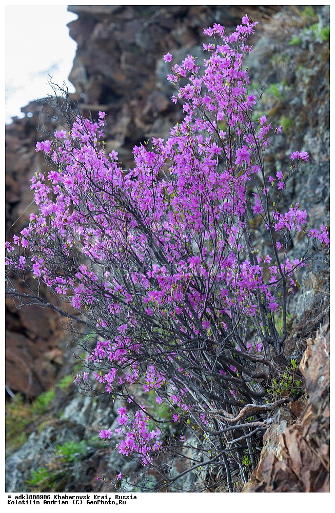 ��������, �����, �����, ������������� ����������, ������������� ��������������� ��������� ����������, ����������� ����, ������, ������� ������ ������, ������ ��������, �����, ��������, ���������� ��������, ������������ ��������, ������������ ��������, ������, �����, XYZ, ����������, Ericaceae, ���������, ����������� ��������, �������� ���������, ���������, Rhododendron dauricum, ���������, ����������, ������������ ��������, ������������ ��������, ������������, ������������ �����������, �����������, ������������, ���������, �����, ����������