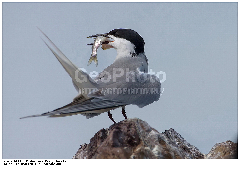 ��������, �����, �����, ������������� ����������, ������������� ��������������� ��������� ����������, ����������� ����, ������, ������� ������ ������, ��������, ��������, �����, �����, ��������, �����������, ������� �����, ������� �����, XYZ, ���������, Sternidae, ������ ������, ������������ ������, Sterna hirundo