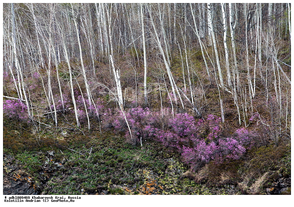 ��������, �����, �����, ������������� ����������, ������������� ��������������� ��������� ����������, ����������� ����, ������, ������� ������ ������, ������ ��������, �����, ��������, ���������� ��������, ������������ ��������, ������������ ��������, ������, �����, XYZ, ����������, Ericaceae, ���������, ����������� ��������, �������� ���������, ���������, Rhododendron dauricum, ���������, ����������, ������������ ��������, ������������ ��������, ������������, ������������ �����������, �����������, ������������, ���������, �����, ����������