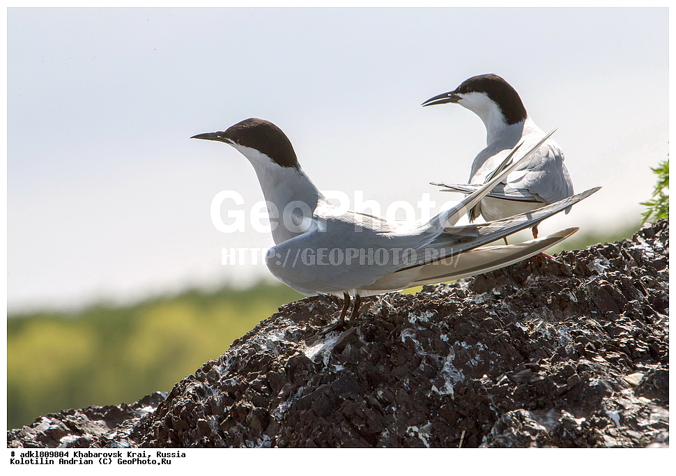 ��������, �����, �����, ������������� ����������, ������������� ��������������� ��������� ����������, ����������� ����, ������, ������� ������ ������, ��������, ��������, �����, �����, ��������, �����������, ������� �����, ������� �����, XYZ, ���������, Sternidae, ������ ������, ������������ ������, Sterna hirundo