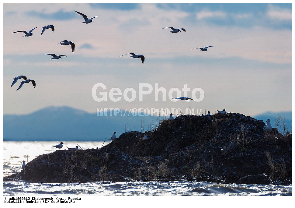 ��������, �����, �����, ������������� ����������, ������������� ��������������� ��������� ����������, ����������� ����, ������, ������� ������ ������, ��������, ��������, �����, �����, ��������, �����������, ������� �����, ������� �����, XYZ, ��������, Laridae, ������ �����, ������� �����, ������������ �����, ������ �����, Larus ridibundus, Chroicocephalus ridibundus