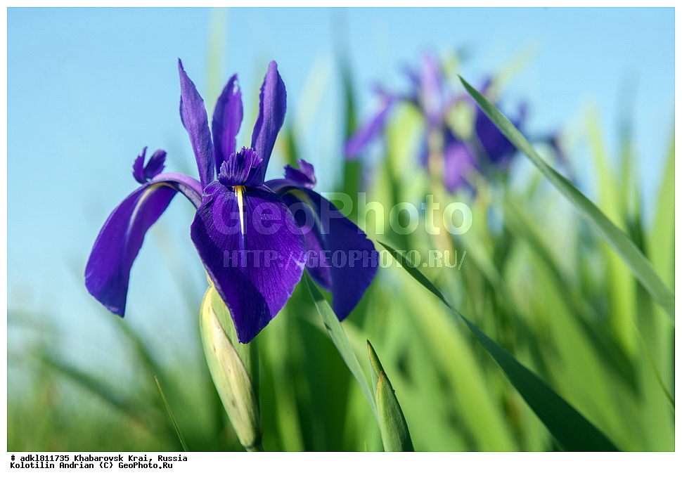 �������� �������������, ����� ��������, ������������� ����������, ������������� ��������������� ��������� ����������, ����������� ����, ������� ������ ������, ������, ������ ��������, �����, ��������, ���������� ��������, ������, �����, ������������ ��������, XYZ, ��������, �����������, Iridaceae, ������� �������, ���� �������, ���� �����, ���� ����������, ������� ����������, Iris laevigata, Iris maackii