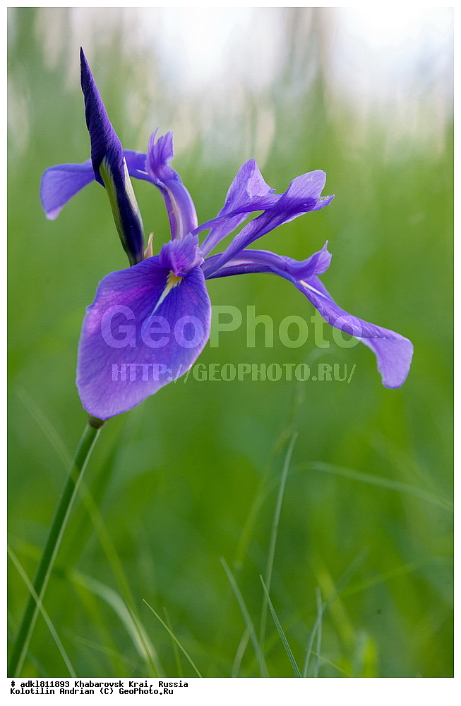 �������� �������������, ����� ��������, ������������� ����������, ������������� ��������������� ��������� ����������, ����������� ����, ������� ������ ������, ������, ������ ��������, �����, ��������, ���������� ��������, ������, �����, ������������ ��������, XYZ, ��������, �����������, Iridaceae, ������� �������, ���� �������, ���� �����, ���� ����������, ������� ����������, Iris laevigata, Iris maackii