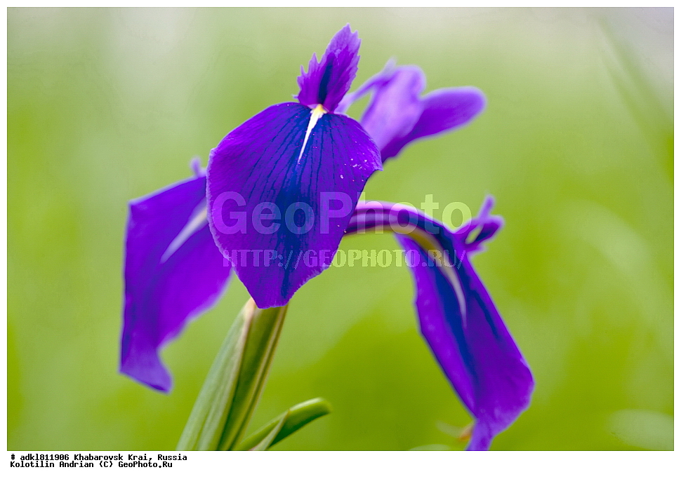 �������� �������������, ����� ��������, ������������� ����������, ������������� ��������������� ��������� ����������, ����������� ����, ������� ������ ������, ������, ������ ��������, �����, ��������, ���������� ��������, ������, �����, ������������ ��������, XYZ, ��������, �����������, Iridaceae, ������� �������, ���� �������, ���� �����, ���� ����������, ������� ����������, Iris laevigata, Iris maackii