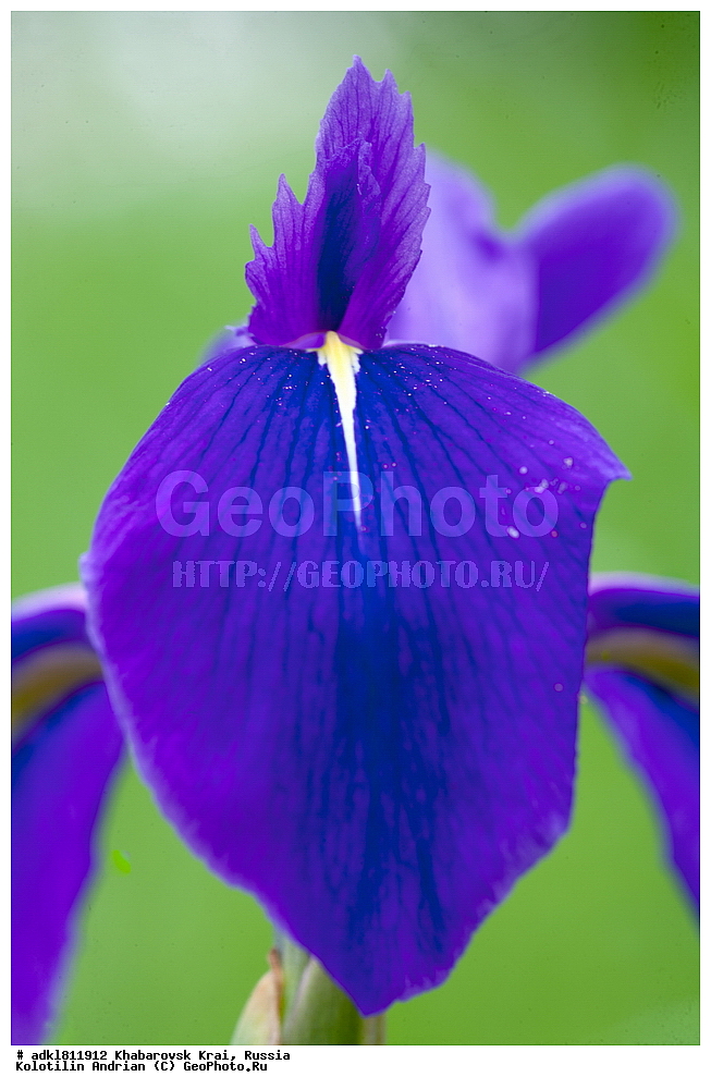 �������� �������������, ����� ��������, ������������� ����������, ������������� ��������������� ��������� ����������, ����������� ����, ������� ������ ������, ������, ������ ��������, �����, ��������, ���������� ��������, ������, �����, ������������ ��������, XYZ, ��������, �����������, Iridaceae, ������� �������, ���� �������, ���� �����, ���� ����������, ������� ����������, Iris laevigata, Iris maackii