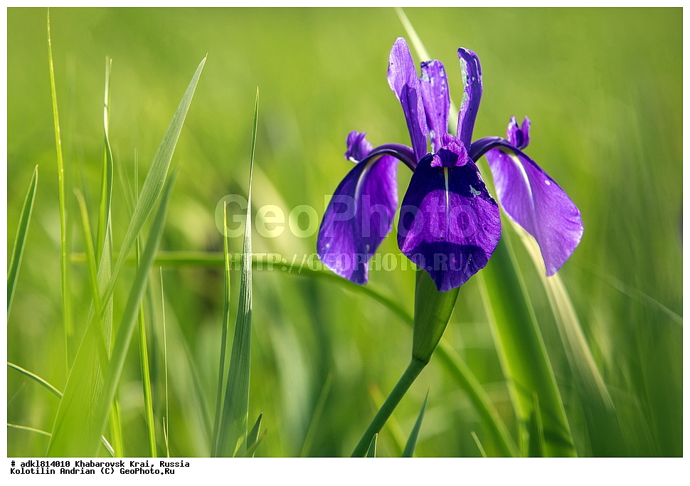 �������� �������������, ����� ��������, ������������� ����������, ������������� ��������������� ��������� ����������, ����������� ����, ������� ������ ������, ������, ������ ��������, �����, ��������, ���������� ��������, ������, �����, ������������ ��������, XYZ, ��������, �����������, Iridaceae, ������� �������, ���� �������, ���� �����, ���� ����������, ������� ����������, Iris laevigata, Iris maackii