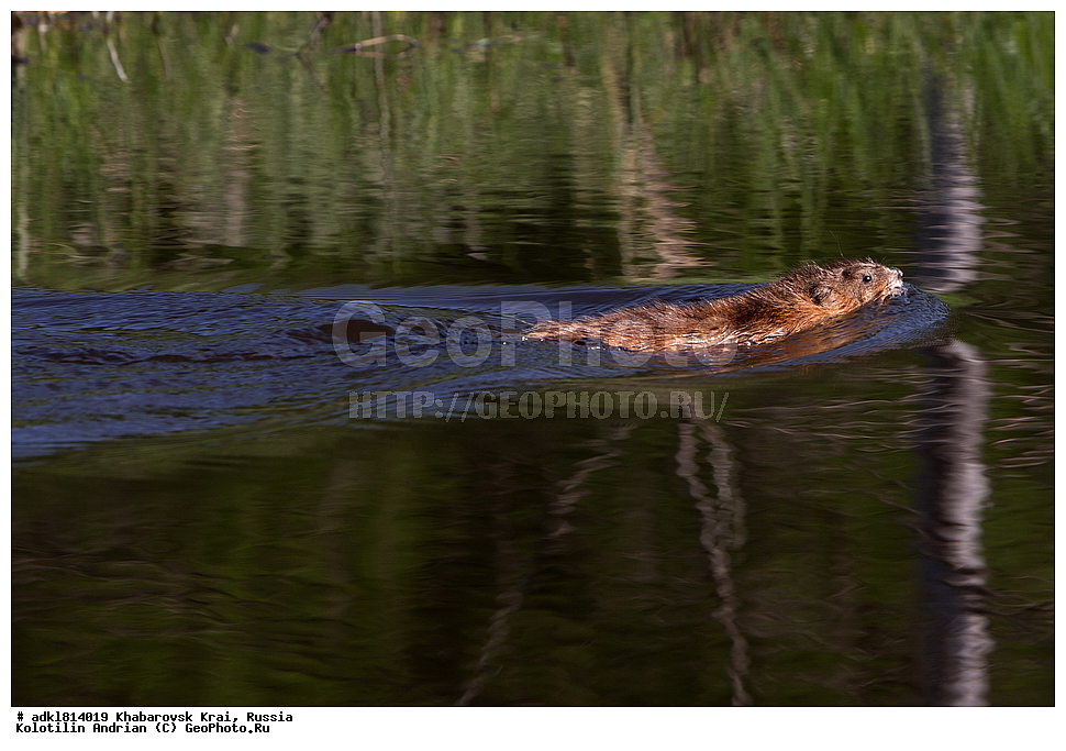 �������� �������������, ����� ��������, ������������� ����������, ������������� ��������������� ��������� ����������, ����������� ����, ������� ������ ������, ������, ��������, ��������, XYZ, ���������, ��������������, Cricetidae, �������, ��������� �����, Ondatra zibethicus, �������������, �������������, �����, �����, �������