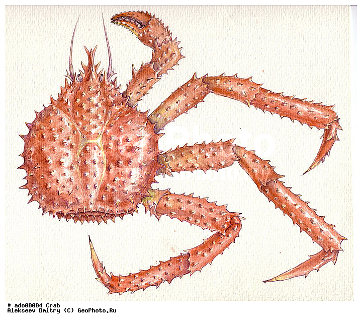 ��������, ��������������, ��������, �����������, ����